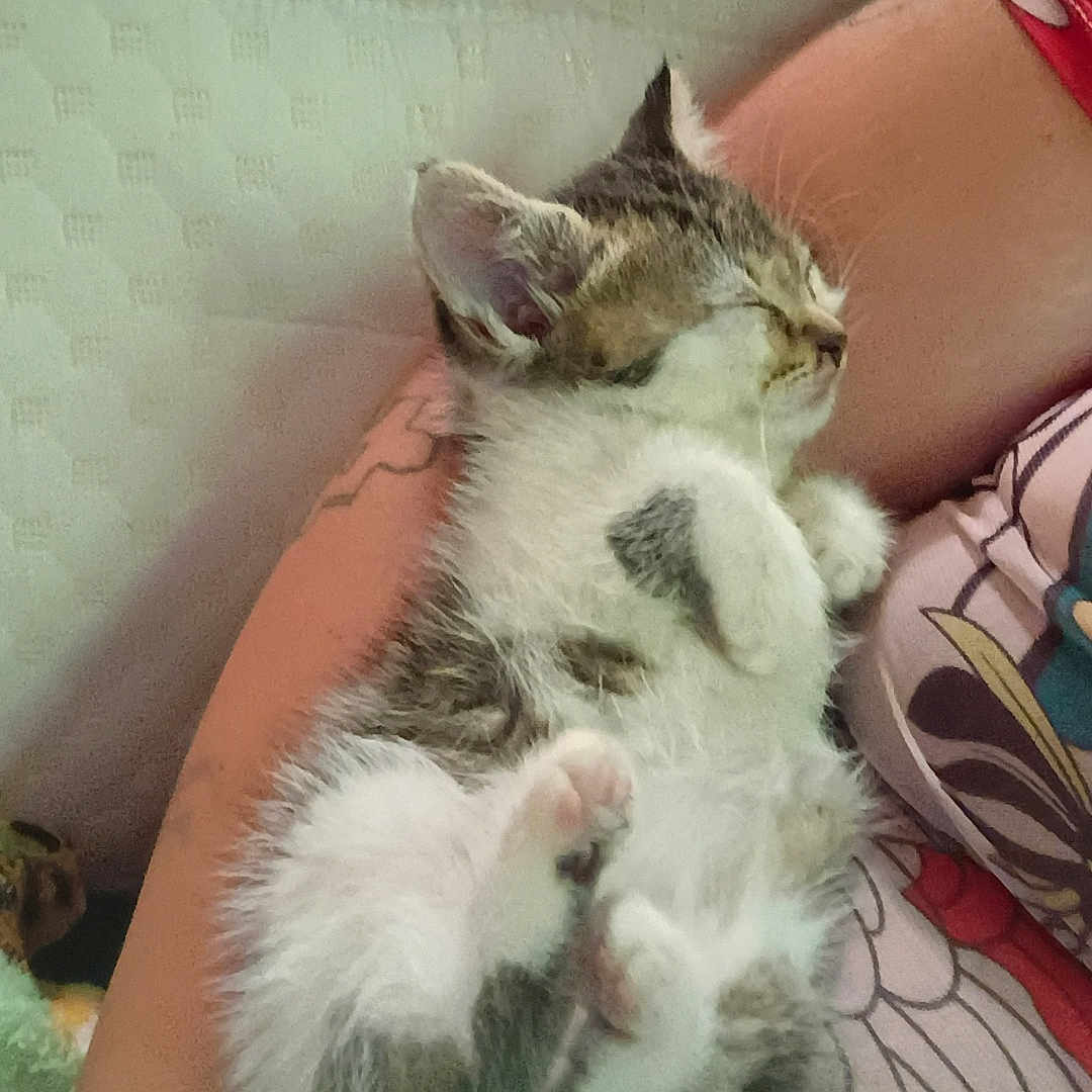 Stitch joined the competition — help win amazing prizes! cat, kitten, animal, pet, fluffy, white_fur, gray_fur, tabby, sleeping, relaxed, lying_down, belly_up, paws, pink_paw_pads, closed_eyes, indoors, bed, bedding, person, cuddling
