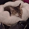 Stitch joined the competition — help win amazing prizes! cat, tabby, sleeping, kitten, pet, animal, feline, curled_up, nap, cozy, blanket, white_blanket, bed, bedding, pillow, indoors, bedroom, dim_lighting, close_up, relaxed