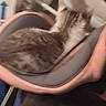 Stitch joined the competition — help win amazing prizes! cat, kitten, pet, animal, feline, carrier, pet_carrier, indoor, home, pink, gray, white, sleeping, sitting, standing, fur, cozy, blurred, closeup, playful