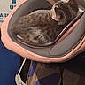 cat, tabby_cat, pet, animal, sleeping, sitting, pink_seat, baby_seat, indoor, home, furniture, gray_fur, striped_fur, ears, whiskers, curled_up, relaxed, cute, household, photograph