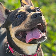 Pickles joined the competition — help win amazing prizes! animal, black_coat, canine, close_up, collar, dog, ears_up, excited, fur, greenery, happy, nature, outdoor, pet, playful, portrait, smiling, sunlight, tan_coat, tongue_out