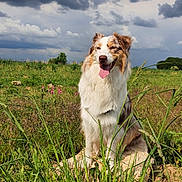 Violette participe au concours pour gagner de l'argent avec cette photo : animal, australian_shepherd, canine, cloudy_sky, daytime, dog, field, fur, grass, greenery, happy, landscape, nature, outdoor, pet, rock, sitting, summer, tongue_out, wildflowers