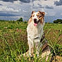 animal, australian_shepherd, canine, cloudy_sky, daytime, dog, field, fur, grass, greenery, happy, landscape, nature, outdoor, pet, rock, sitting, summer, tongue_out, wildflowers
