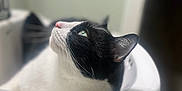 Bridger is registered to the contest to win money with this photo: animal, architecture, basin, bathing, bathroom, canine, cat, dog, fountain, indoors, kitten, livestock, manx, pet, room, sheep, sink, sinkfaucet, tap, water