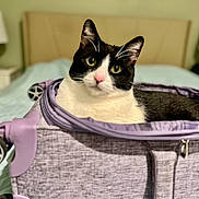 Bridger is registered to the contest to win money with this photo: bed, bedroom, black_and_white, blurred_background, cat, comfort, cozy, curious, ears, feline, fur, indoor, lamp, nightstand, pet, resting, suitcase, wheel, whiskers, zipper