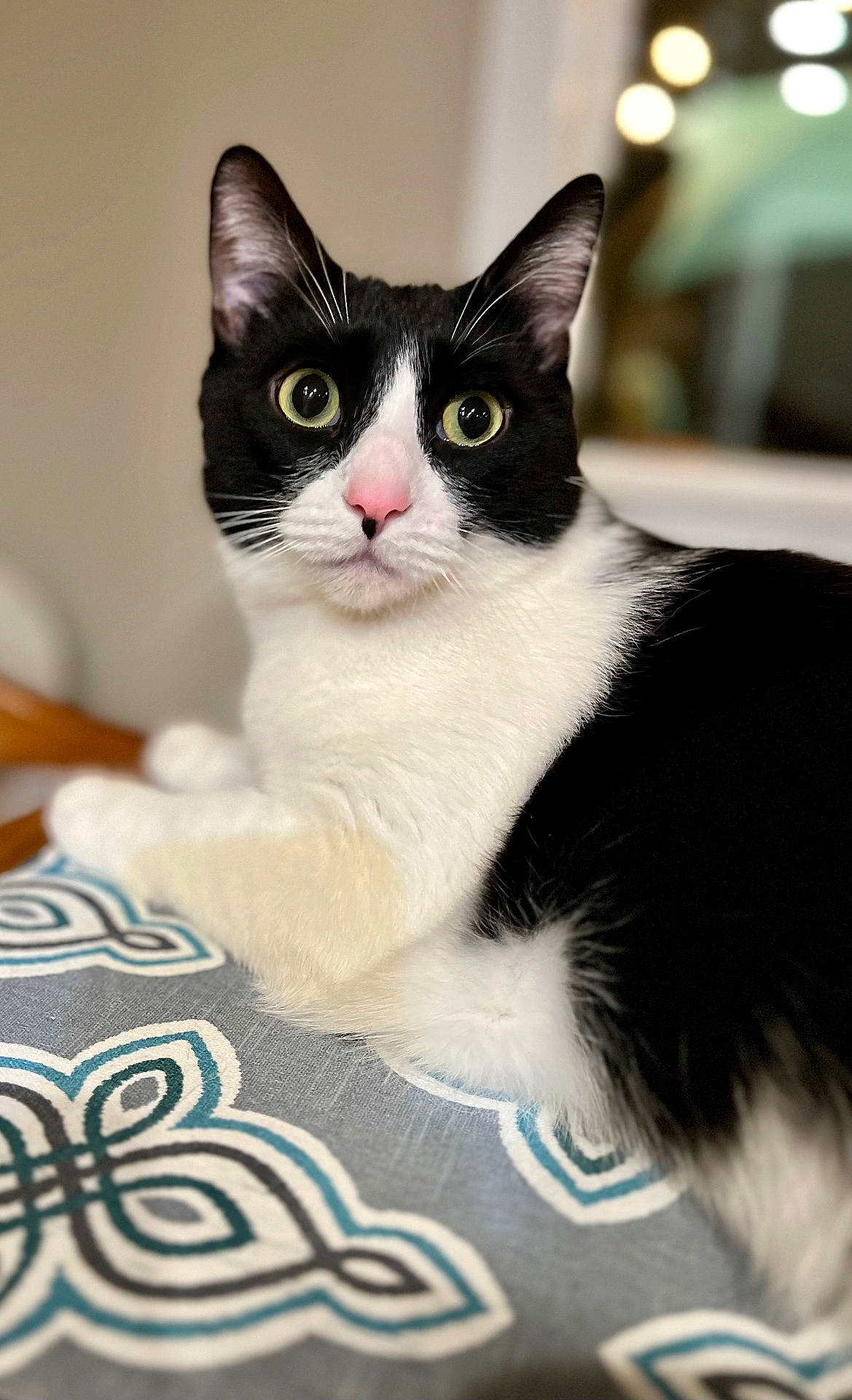 animal, black_and_white, cat, closeup, curious, ears, eyes, fabric, face, feline, fur, indoor, nose, pattern, pet, portrait, relaxing, soft_lighting, tuxedo_cat, whiskers