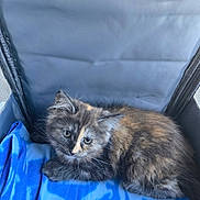 Yona participe au concours pour gagner de l'argent avec cette photo : kitten, cat, calico, fluffy, long_hair, animal, pet, feline, blue_blanket, carrier, indoor, sitting, lying_down, portrait, close_up, fur, whiskers, ears, green_eyes, cute