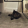Yona a rejoint le concours — aidez-le/la à gagner de superbes lots ! cat, kitten, tortoiseshell, fluffy, fur, pet, animal, lying_down, bed, blanket, bunk_bed, bedroom, indoor, cozy, sleepy, relaxed, black_fur, orange_patches, whiskers, portrait