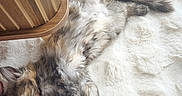 Yona a rejoint le concours — aidez-le/la à gagner de superbes lots ! cat, kitten, sleeping, fluffy, fur, calico, long_hair, paws, tail, indoor, blanket, white_blanket, cozy, relaxed, nap, cute, pet, wooden_chair, home, photography
