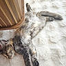 cat, kitten, sleeping, fluffy, fur, calico, long_hair, paws, tail, indoor, blanket, white_blanket, cozy, relaxed, nap, cute, pet, wooden_chair, home, photography