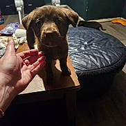 Stitch joined the competition — help win amazing prizes! puppy, dog, brown, table, hand, indoor, ottoman, cat, floor, wooden_floor, cozy_room, furniture, pet, animal, curious, small_cat, walking, dim_lighting, warm, intimate