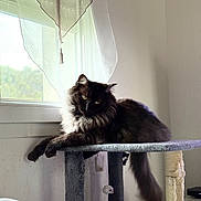 Floki a rejoint le concours — aidez-le/la à gagner de superbes lots ! cat, black_cat, fluffy, long_hair, pet, feline, green_eyes, whiskers, ears, tail, sitting, lounging, cat_tree, scratching_post, toy_mouse, window, curtains, sunlight, indoors, portrait