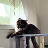 cat, black_cat, fluffy, long_hair, pet, feline, green_eyes, whiskers, ears, tail, sitting, lounging, cat_tree, scratching_post, toy_mouse, window, curtains, sunlight, indoors, portrait