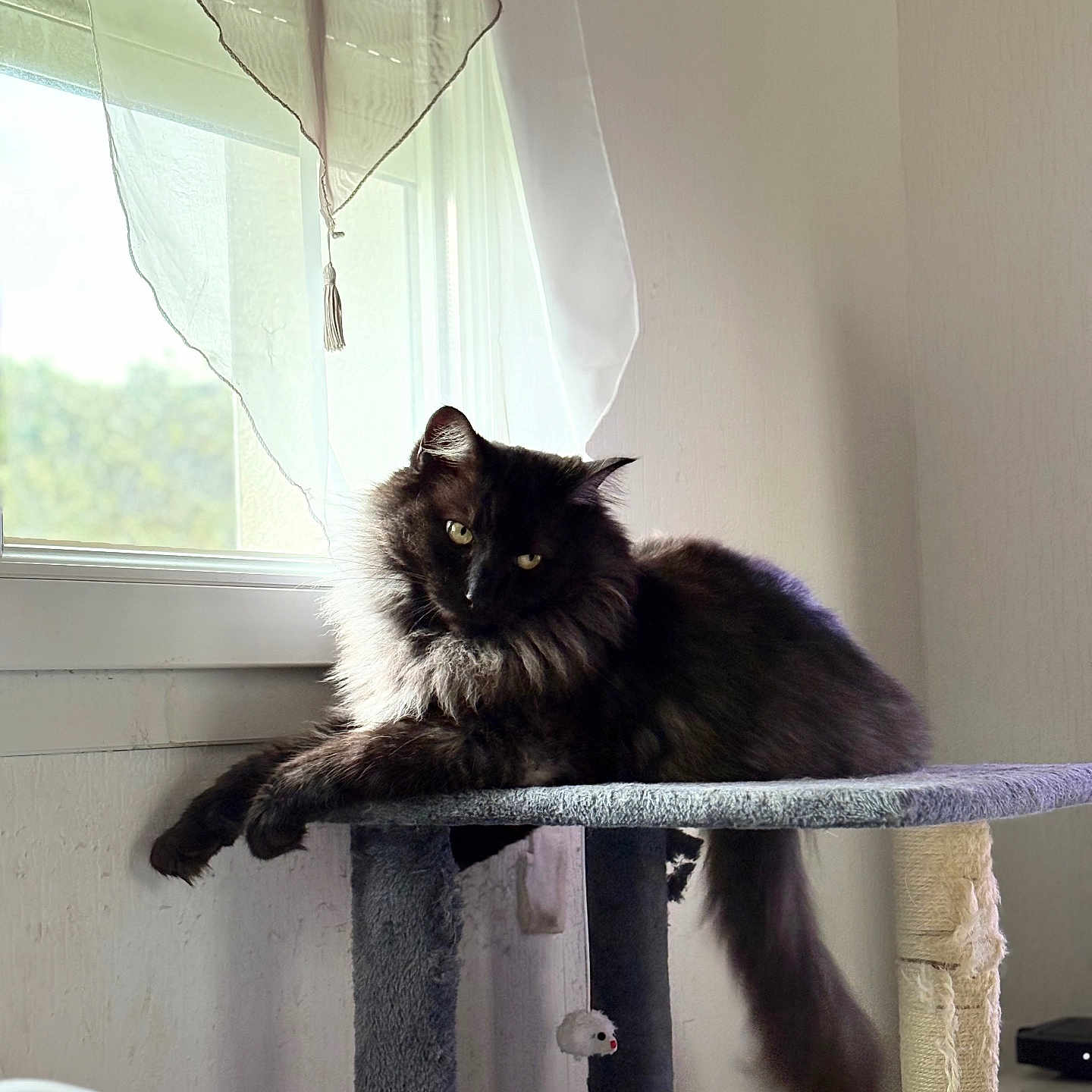 Floki