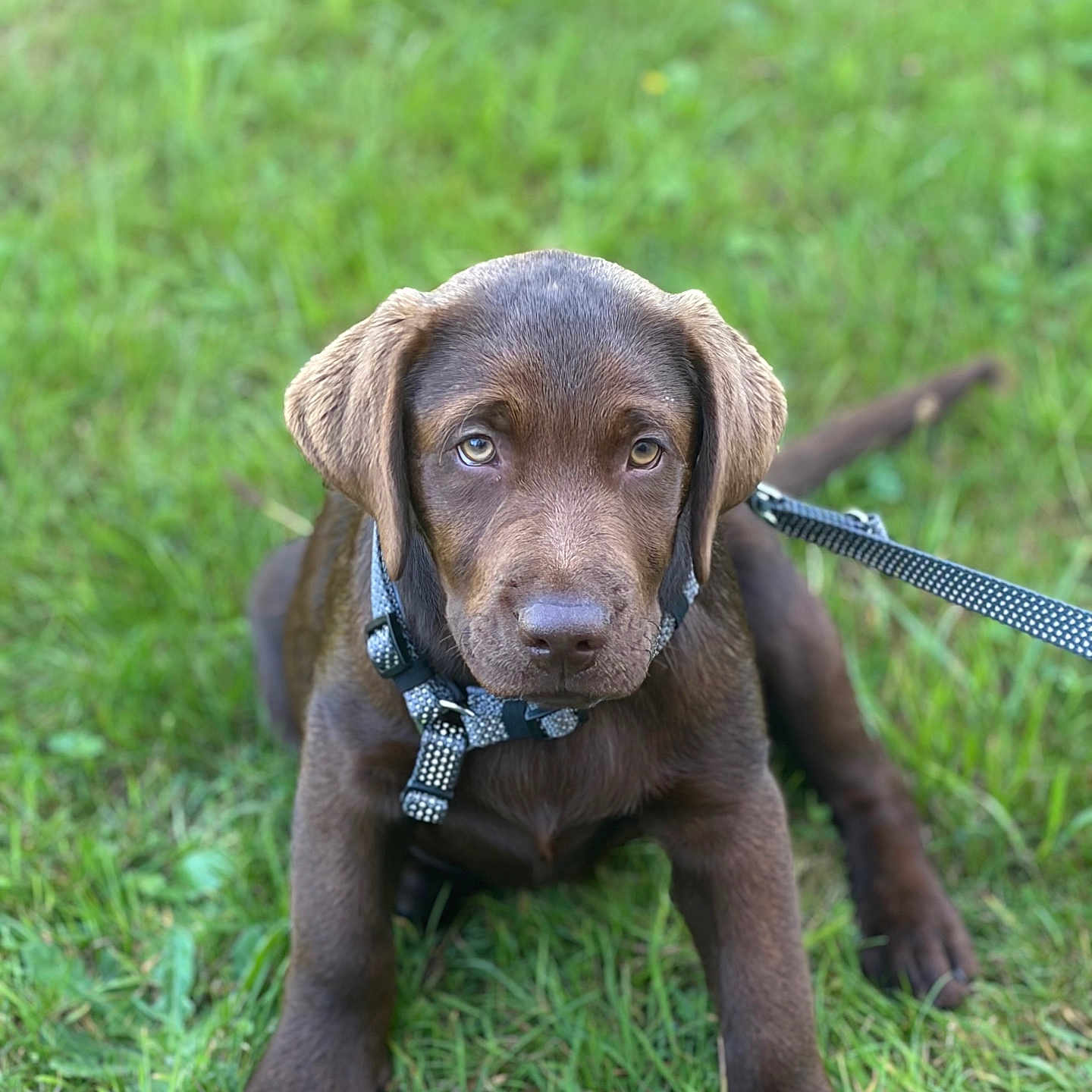 Bosko