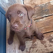 Bosko a rejoint le concours — aidez-le/la à gagner de superbes lots ! puppy, dog, brown_fur, floppy_ears, blue_eyes, collar, sitting, wooden_floor, rustic, indoor, portrait, pet, canine, cute, young_dog, nose, paws, wood_paneling, photography, adorable