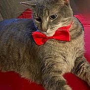 Jerry is registered to the contest to win money with this photo: animal, bow_tie, cat, close_up, cute, domestic_cat, ears, feline, fur, gray_cat, indoor, lying_down, pet, portrait, red_background, red_bow_tie, relaxed, sitting, soft_lighting, whiskers