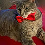 animal, bow_tie, cat, close_up, cute, domestic_cat, ears, feline, fur, gray_cat, indoor, lying_down, pet, portrait, red_background, red_bow_tie, relaxed, sitting, soft_lighting, whiskers