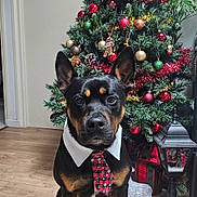 Moka participe au concours pour gagner de l'argent avec cette photo : dog, christmas_tree, indoor, holiday, decorations, tie, collar, wooden_floor, ornaments, pine_cones, gift_boxes, lantern, plant, festive, pet, black_and_tan, sitting, portrait, cute, celebration