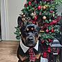 dog, christmas_tree, indoor, holiday, decorations, tie, collar, wooden_floor, ornaments, pine_cones, gift_boxes, lantern, plant, festive, pet, black_and_tan, sitting, portrait, cute, celebration