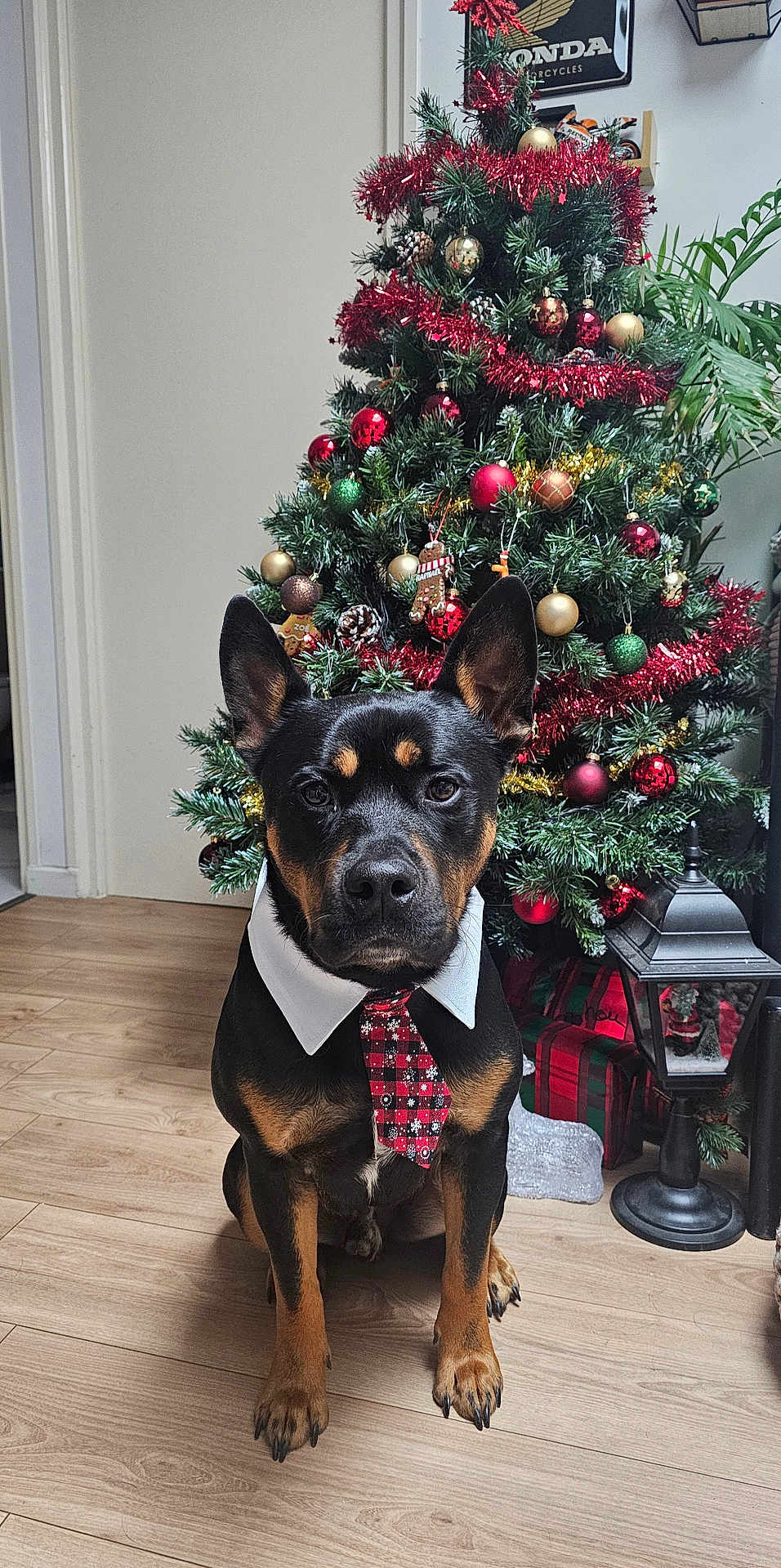 Moka participe au concours pour gagner de l'argent avec cette photo : dog, christmas_tree, indoor, holiday, decorations, tie, collar, wooden_floor, ornaments, pine_cones, gift_boxes, lantern, plant, festive, pet, black_and_tan, sitting, portrait, cute, celebration