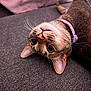 Nori joined the competition — help win amazing prizes! animal, cat, close_up, collar, couch, curious, cute, domestic, ears, feline, fur, gray, home, indoor, pet, playful, relaxed, tabby, upside_down, whiskers