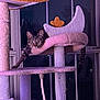 Nori is registered to the contest to win money with this photo: animal, cat, cat_tree, claws, cozy, curious, domestic, feline, fur, house, indoor, night, perch, pet, playful, purple_light, stretching, tabby, whiskers, window