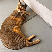 Nori is registered to the contest to win money with this photo: animal, cat, close_up, concrete_floor, cute, ears, feline, fur, indoor, lying_down, one_eye_closed, paw, pet, playful, resting, scratching, tabby, tail, whiskers, winking