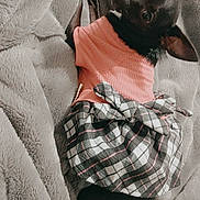 Vivi joined the competition — help win amazing prizes! animal, black_dog, blanket, clothing, companion, cozy, cute, dog, ears, fur, indoors, lying_down, pet, plaid_skirt, relaxing, resting, side_glance, small_dog, soft_texture, sweater