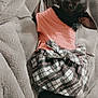 animal, black_dog, blanket, clothing, companion, cozy, cute, dog, ears, fur, indoors, lying_down, pet, plaid_skirt, relaxing, resting, side_glance, small_dog, soft_texture, sweater