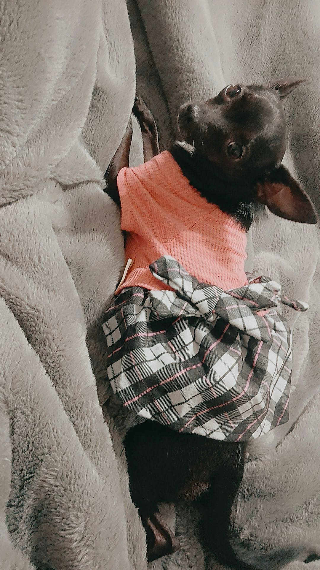 Vivi