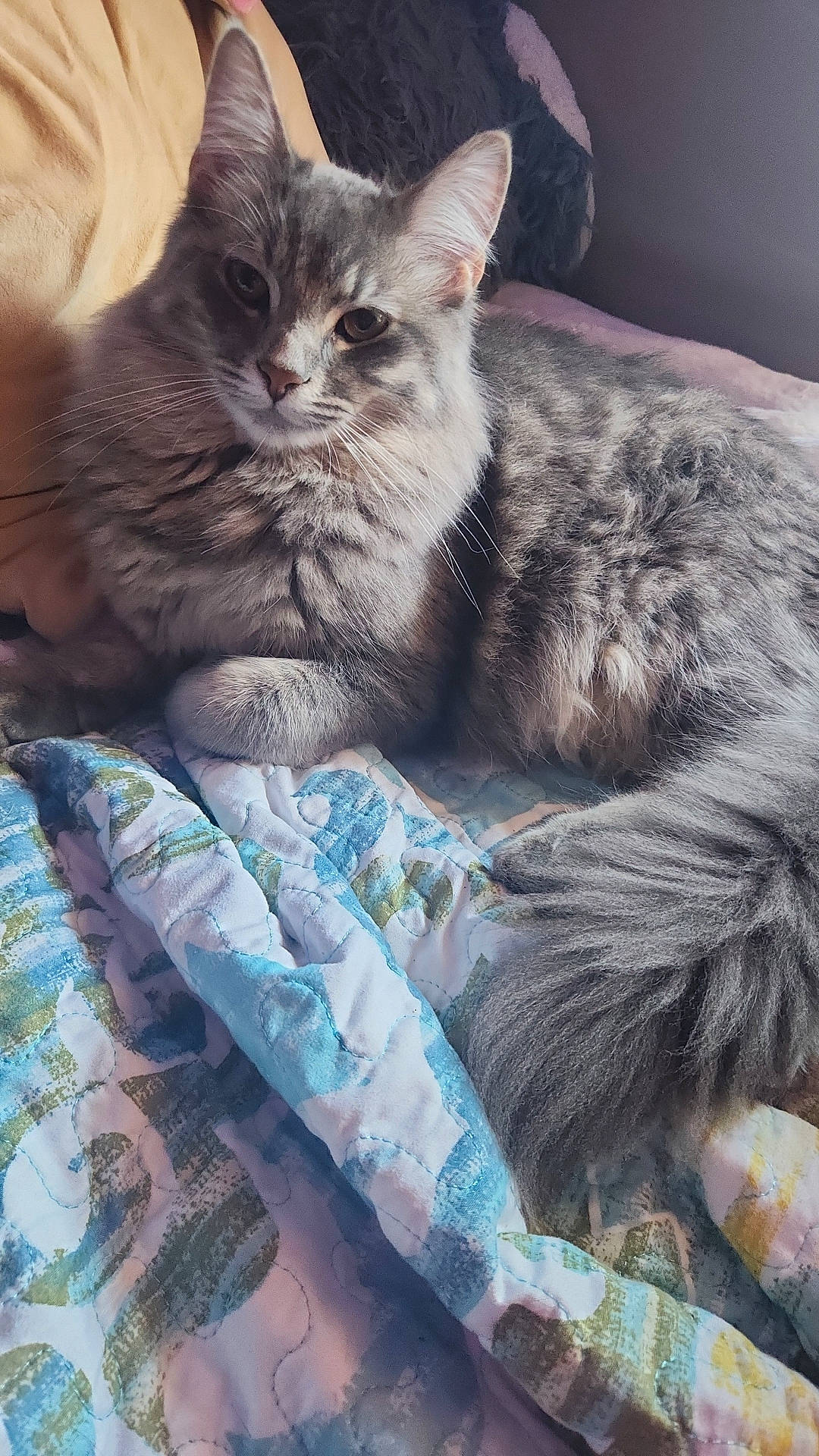 Kush is registered to the contest to win money with this photo: animal, bed, bedding, cat, comfort, cozy, cute, feline, fluffy, fur, gray_cat, indoor, looking, pet, portrait, quilt, relaxed, resting, soft_light, tail