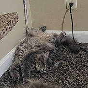 Kush joined the competition — help win amazing prizes! cat, gray_cat, carpet, indoor, wall_outlet, furniture, relaxed, pet, fluffy, stretching, corner, step, cozy, feline, animal, home, laying_down, fur, domestic_cat, blurred_foreground