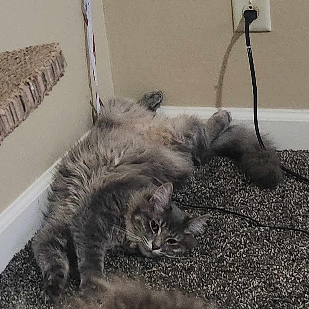 Kush joined the competition — help win amazing prizes! cat, gray_cat, carpet, indoor, wall_outlet, furniture, relaxed, pet, fluffy, stretching, corner, step, cozy, feline, animal, home, laying_down, fur, domestic_cat, blurred_foreground