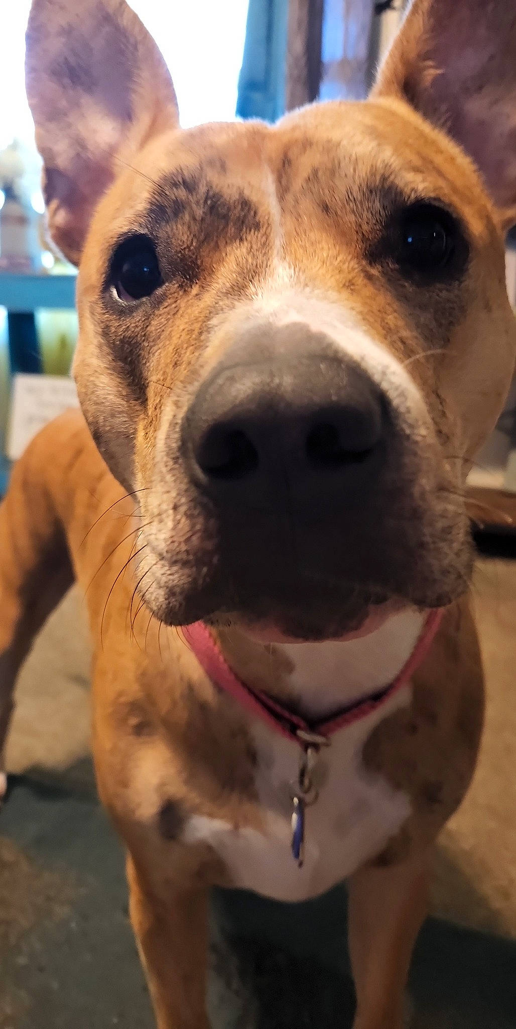 Nova joined the competition — help win amazing prizes! canidae, carnivore, collar, companion_dog, dog, dog_breed, dog_collar, ear, eye, fawn, fur, giant_dog_breed, leash, pet_supply, selfie, snout, sporting_group, terrestrial_animal, whiskers, working_animal