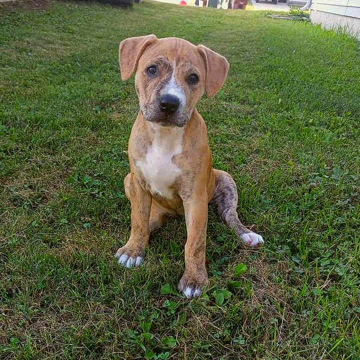 Nova