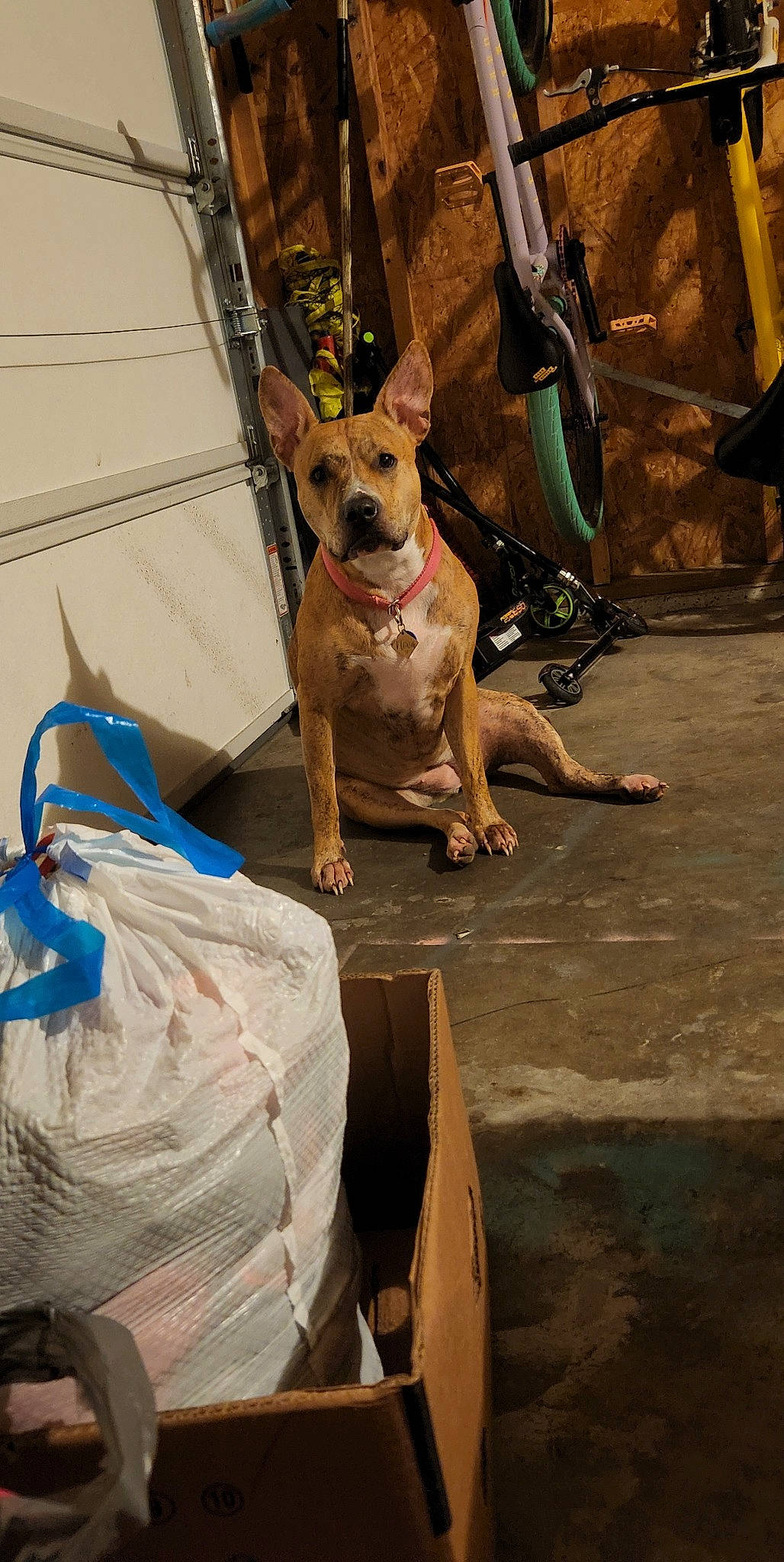 Nova joined the competition — help win amazing prizes! adventure, canidae, carnivore, collar, companion_dog, dog, dog_breed, dog_clothes, dog_collar, dog_supply, fashion_accessory, fawn, leash, pet_supply, recreation, sitting, sporting_group, street_dog, toy_dog, working_animal