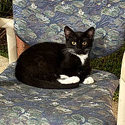 Mischief joined the competition — help win amazing prizes! cat, black_and_white_cat, tuxedo_cat, animal, pet, sitting, lounging, yellow_eyes, white_paws, whiskers, pointed_ears, outdoor, chair, patterned_fabric, grass, garden, portrait, feline, relaxed, camera_facing