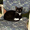 cat, black_and_white_cat, tuxedo_cat, animal, pet, sitting, lounging, yellow_eyes, white_paws, whiskers, pointed_ears, outdoor, chair, patterned_fabric, grass, garden, portrait, feline, relaxed, camera_facing