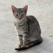 Baby Girl is registered to the contest to win money with this photo: cat, kitten, tabby, animal, pet, sitting, portrait, pavement, outdoor, fur, striped_fur, whiskers, ears, eyes, tail, gray, brown, white_chest, alert, photography