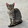 cat, kitten, tabby, animal, pet, sitting, portrait, pavement, outdoor, fur, striped_fur, whiskers, ears, eyes, tail, gray, brown, white_chest, alert, photography