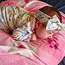 Sammie is registered to the contest to win money with this photo: newborn, baby, infant, sleeping, lying_down, face, bow, headband, blanket, pink, clothing, patterned_fabric, bed, bedding, portrait, indoors, cozy, cute, child, photography