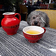 Charlotte a rejoint le concours — aidez-le/la à gagner de superbes lots ! carnivoran, dog, dog_like_mammal, flooring, snout, table