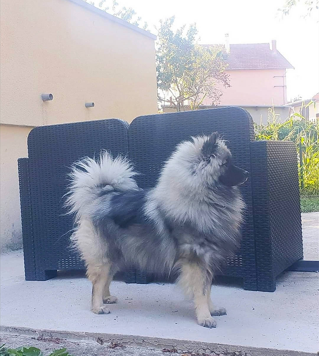 Olya participe au concours pour gagner de l'argent avec cette photo : canidae, carnivore, companion_dog, dog, dog_breed, eurasier, german_spitz, german_spitz_klein, german_spitz_mittel, keeshond, mammal, non_sporting_group, pomeranian, spitz, vertebrate