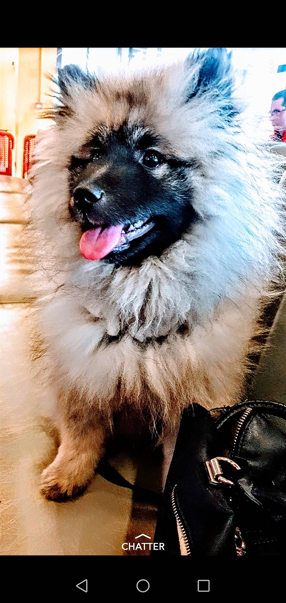 Olya a rejoint le concours — aidez-le/la à gagner de superbes lots ! ancient_dog_breeds, canidae, carnivore, caucasian_shepherd_dog, companion_dog, dog, dog_breed, eurasier, german_spitz, german_spitz_mittel, keeshond, mammal, non_sporting_group, rare_breed_dog, snout, spitz, vertebrate
