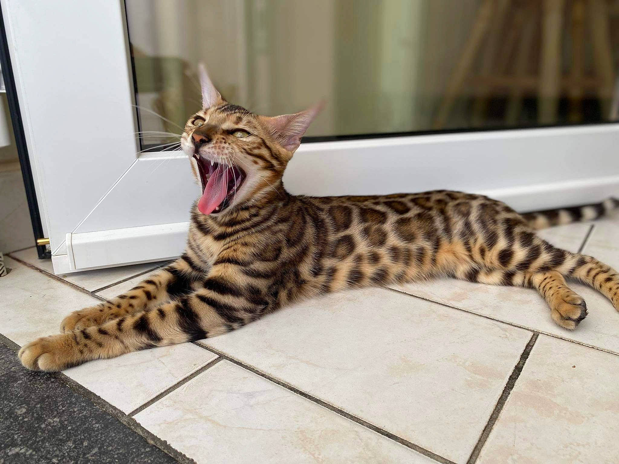 Telsa a rejoint le concours — aidez-le/la à gagner de superbes lots ! big_cats, carnivore, cat, claw, comfort, domestic_short_haired_cat, door, felidae, flooring, foot, fur, metal, paw, sitting, small_to_medium_sized_cats, snout, tail, terrestrial_animal, whiskers