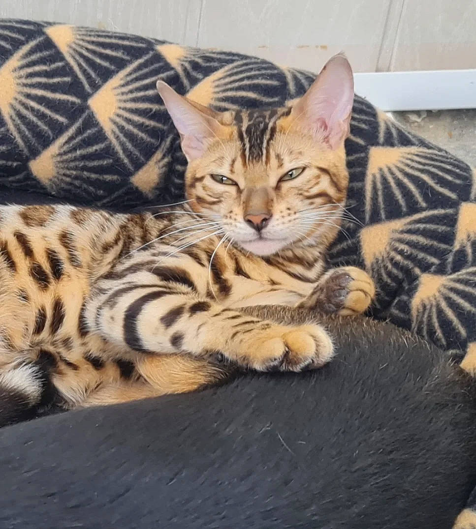 Telsa participe au concours pour gagner de l'argent avec cette photo : big_cats, carnivore, cat, cat_supply, claw, comfort, couch, domestic_short_haired_cat, felidae, fur, nap, paw, sitting, small_to_medium_sized_cats, snout, terrestrial_animal, whiskers, wildlife