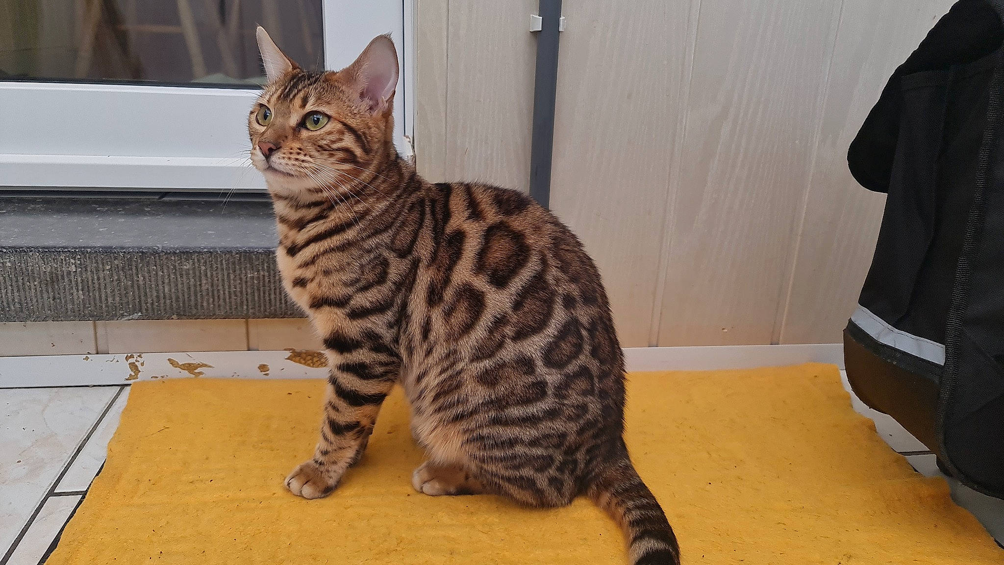 Telsa a rejoint le concours — aidez-le/la à gagner de superbes lots ! carnivore, cat, claw, domestic_short_haired_cat, felidae, flooring, foot, fur, hardwood, paw, sitting, small_to_medium_sized_cats, snout, tail, terrestrial_animal, whiskers, wood