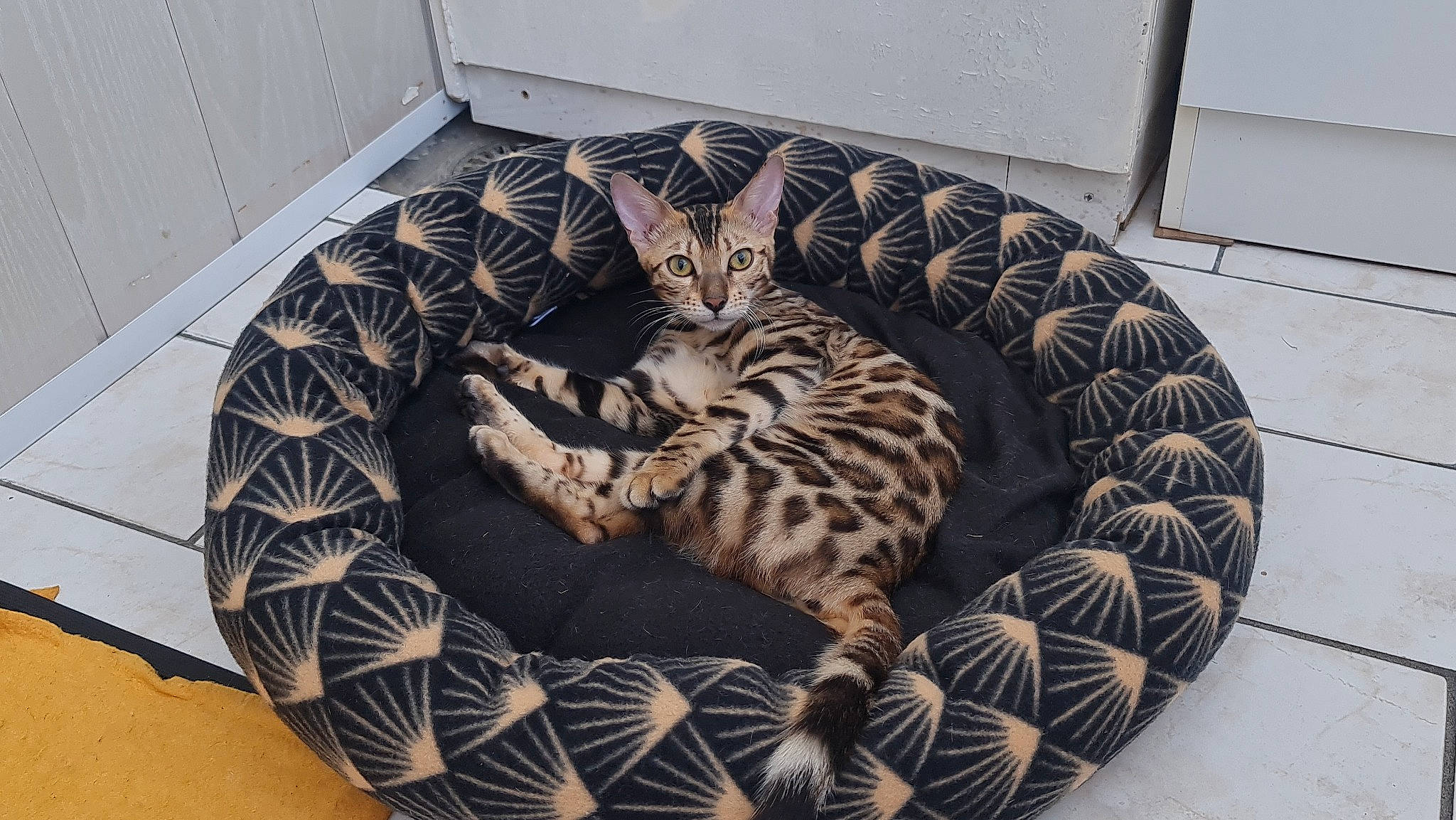 Telsa participe au concours pour gagner de l'argent avec cette photo : automotive_tire, automotive_wheel_system, carnivore, cat, cat_bed, cat_supply, circle, comfort, felidae, flooring, fur, hardwood, pattern, pet_supply, room, small_to_medium_sized_cats, tail, terrestrial_animal, whiskers, wood