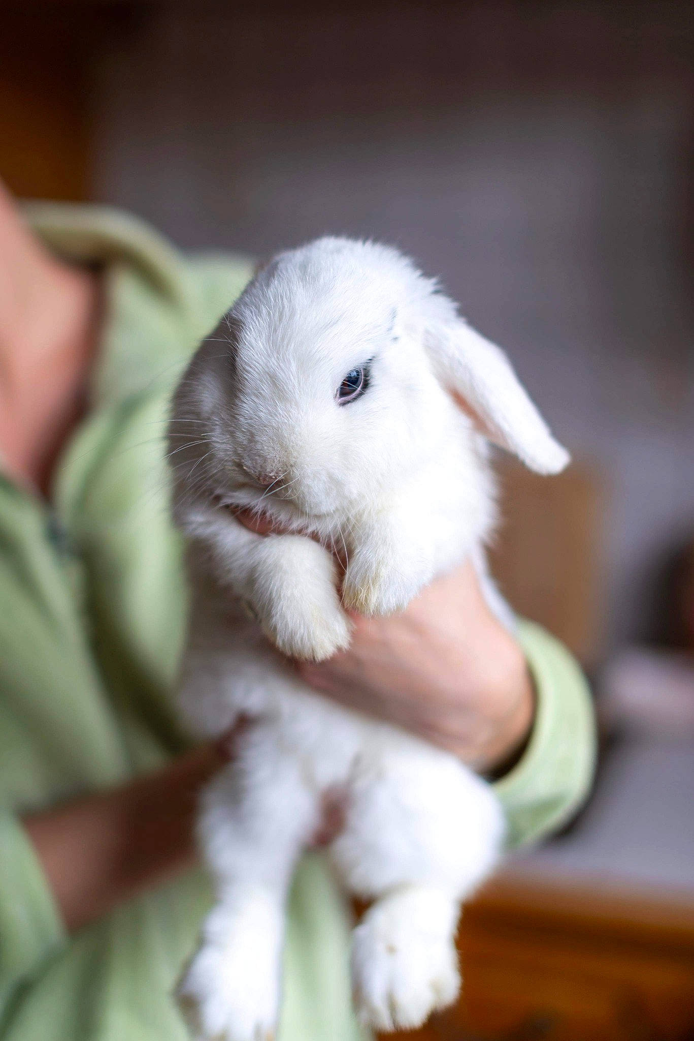 Wooh a rejoint le concours — aidez-le/la à gagner de superbes lots ! child, domestic_rabbit, ear, hare, rabbit, rabbits_and_hares, skin, whiskers